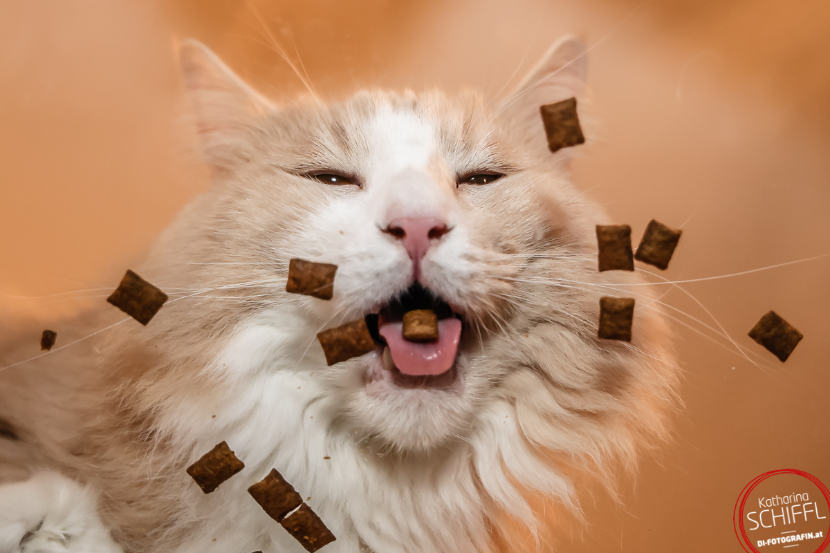 fliegendes KatzenFutter-Foto